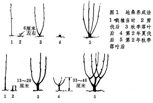 桑果樹科學修剪法，解鎖高產密碼，讓果實累累不再是夢！