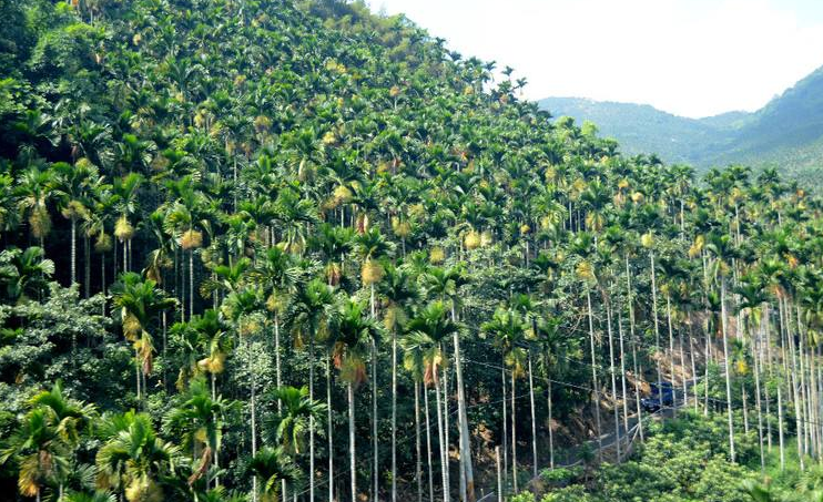 全球檳榔地圖：從海南島到東南亞，品味與產業的雙重巔峰