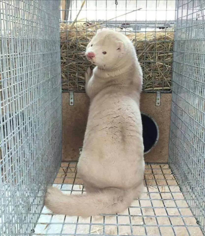 水貂寵物飼養指南，水貂適合當寵物嗎？