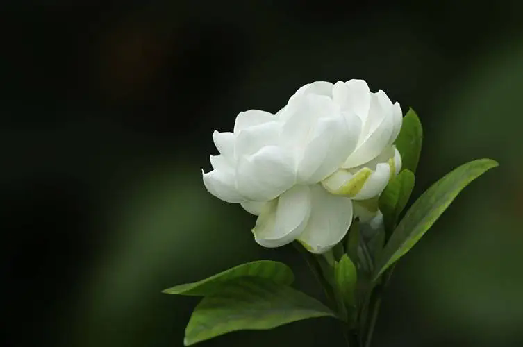 <strong>花卉知識分享：茉莉花VS梔子花，你了解它們的區(qū)別嗎？</strong>