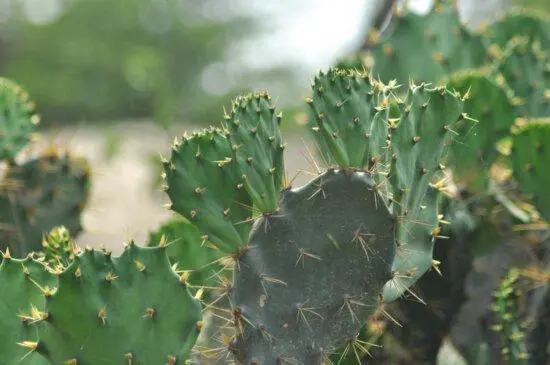 <strong>揭秘仙人掌究竟是草本植物還是隱藏的木本植物？</strong>