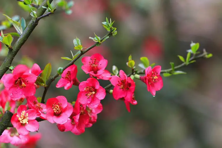 <b>探秘海棠花最美品種，每一朵都散發著迷人的香氣，綻放著春天的詩篇！</b>