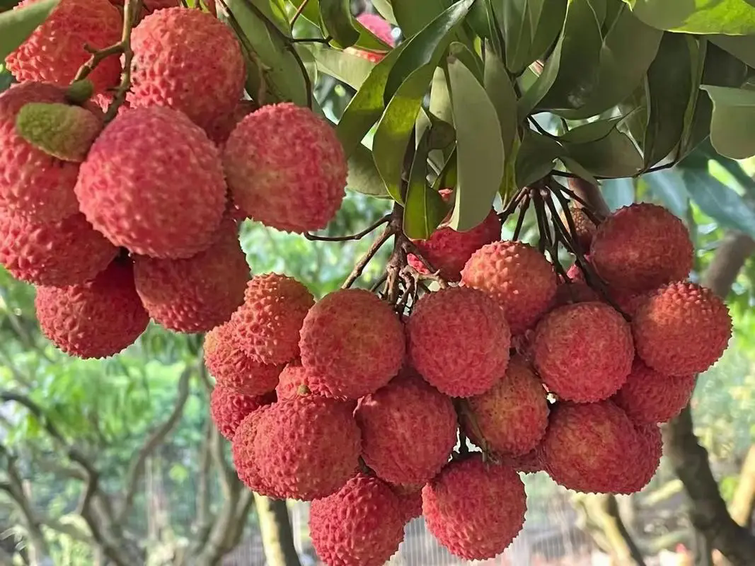 荔枝掉果原因深度解析，拯救珍貴果實(shí)，減少果園損失不迷茫！