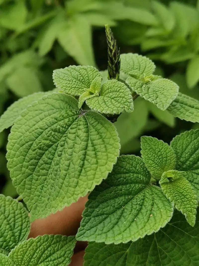 藿香綠植：種植環境，養護技巧，享受綠色生活