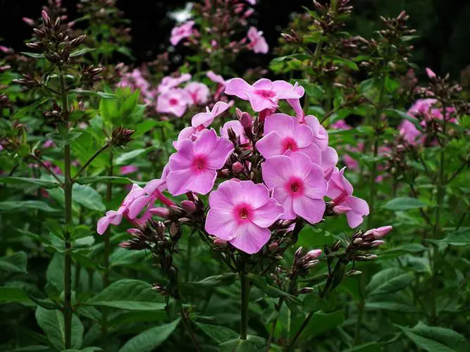 福祿考花語揭秘：幸福之花寓意富貴與堅韌，為您的生活添彩加福