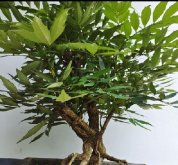 <b>十大功勞盆景養(yǎng)護(hù)指南：輕松掌握技巧，讓吉祥綠植茁壯成長</b>