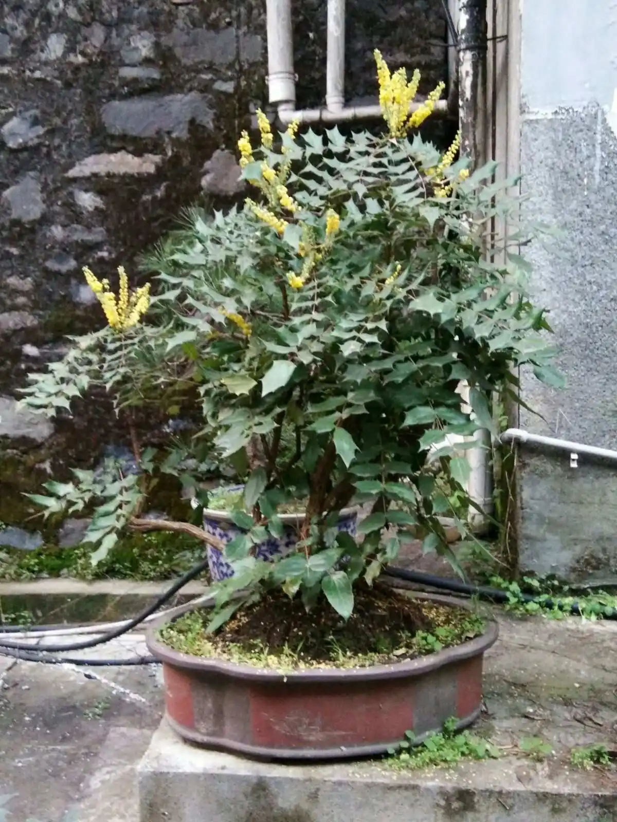 十大功勞盆景養(yǎng)護指南：輕松掌握技巧，讓吉祥綠植茁壯成長