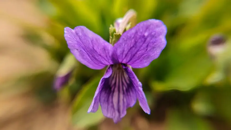 紫花地丁花期揭秘：花開時節春意盎然，探尋早春野花的秘密魅力！