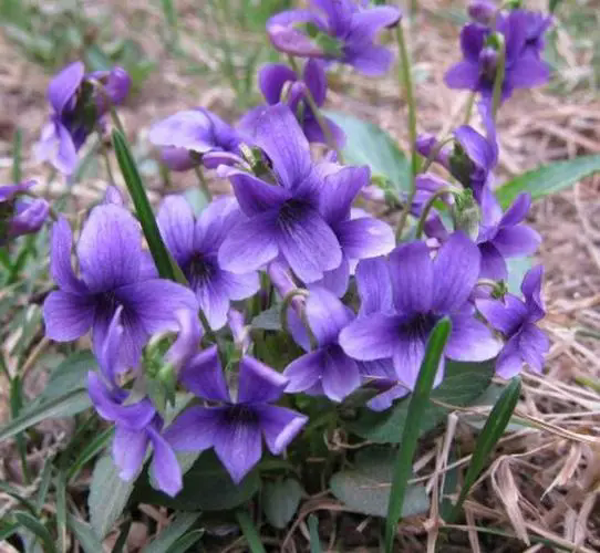 紫花地丁花期揭秘：花開時節春意盎然，探尋早春野花的秘密魅力！