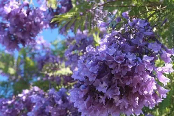 <strong>藍(lán)花楹花期揭秘；絢爛花期，紫色浪漫，揭秘城市綠化中的紫色</strong>