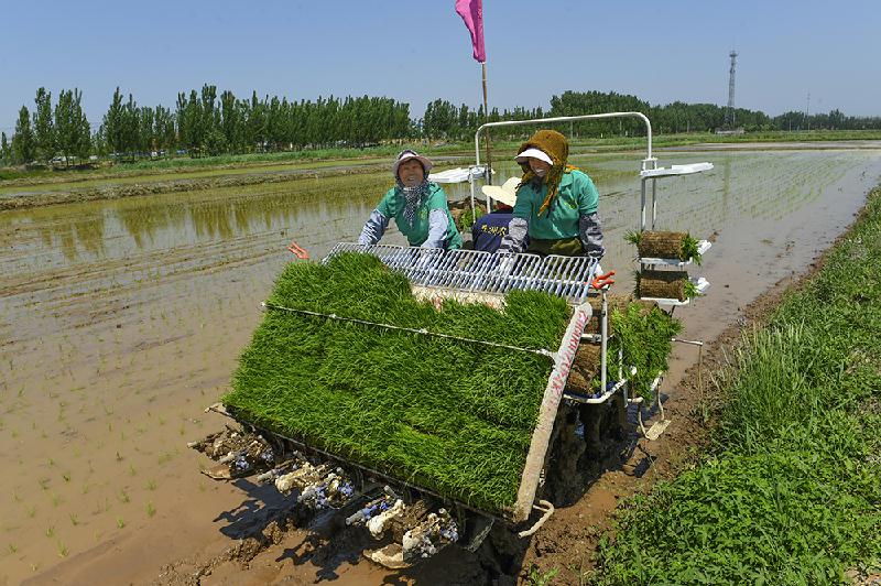 農業種植農機選購指南：精準匹配需求，高效提升產量與效益