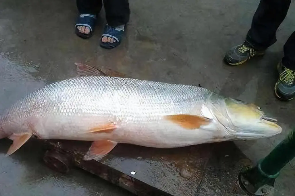 鳡魚大揭秘：從兇猛掠食者到餐桌美味，竟有如此轉(zhuǎn)變？