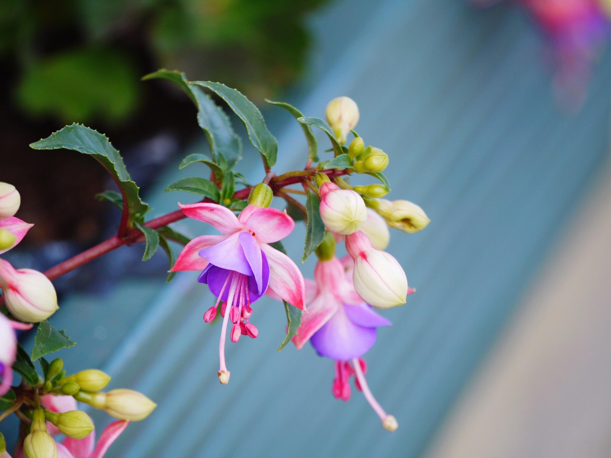 <strong>高溫不怕！瑞香花夏日養護全攻略</strong>