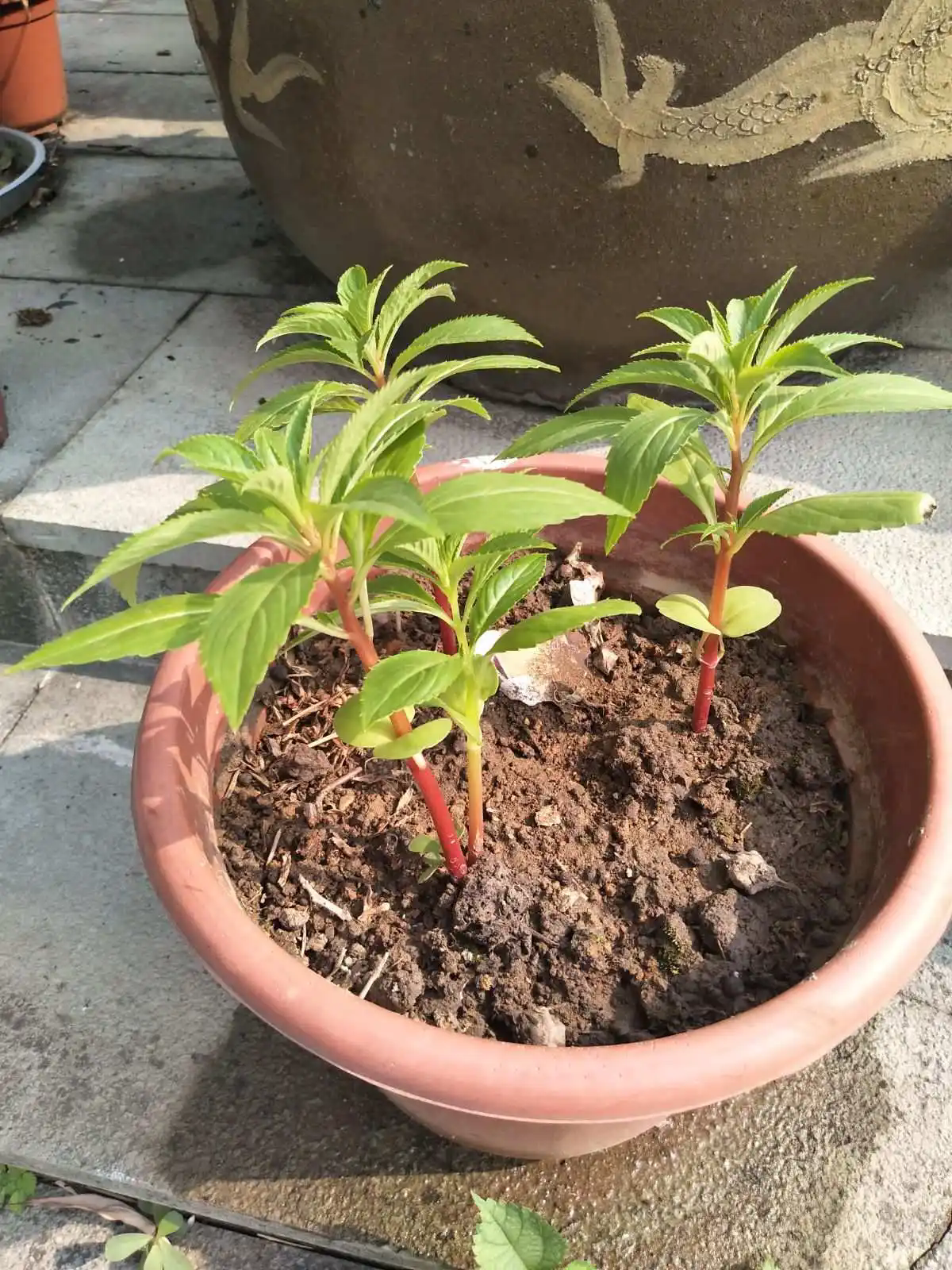 鳳仙花盆栽秘籍：輕松打造繁花似錦的陽臺小花園！