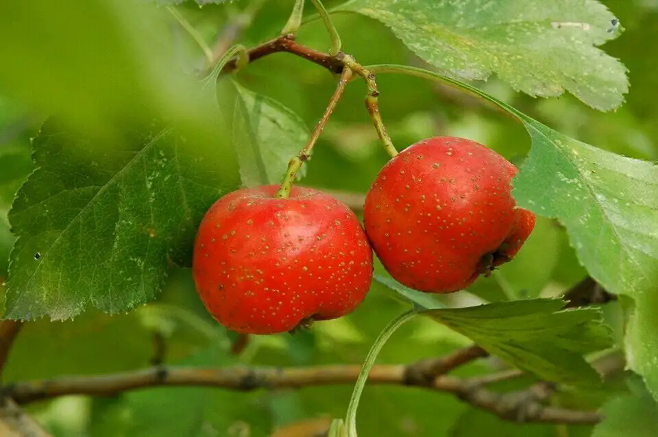 <strong>山楂樹上掛滿金珠，枝頭碩果累累，美味源自自然</strong>