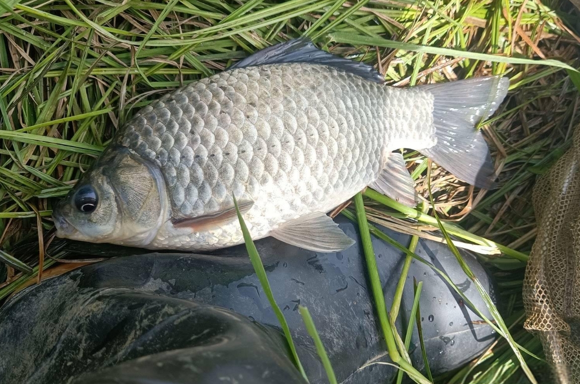 鯽魚-淡水精靈的傳奇，深入解析鯽魚與海洋魚的區(qū)別