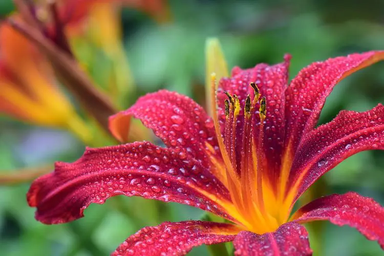 <b>百合花紅花蕊剪還是不剪？百合花紅色花蕊的養護抉擇</b>