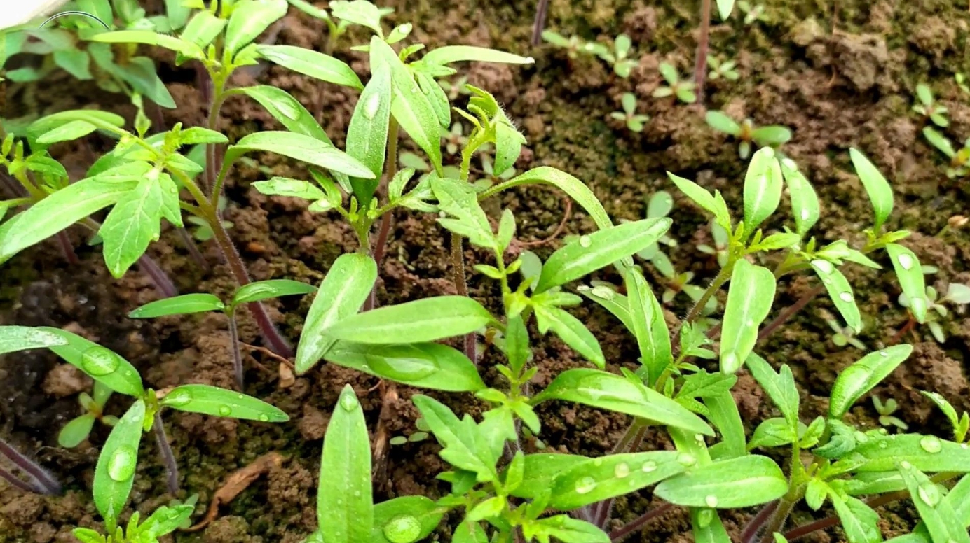 薔薇種子變花海：一步步教你如何成功種植