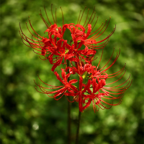 彼岸花種植養護寶典，創造理想生長環境，靜待喚醒幽冥之美花開