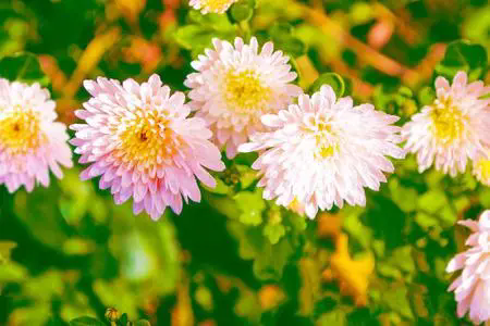 <b>菊花色彩多樣性的生物學解讀，光線與色素的奇妙游戲！</b>