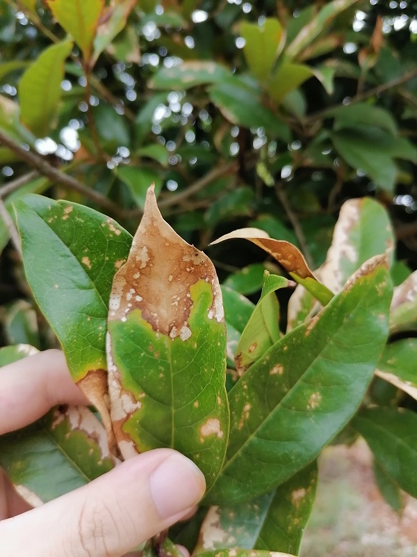 桂花樹：當葉子開始干枯掉落，緊急救援行動全紀錄！