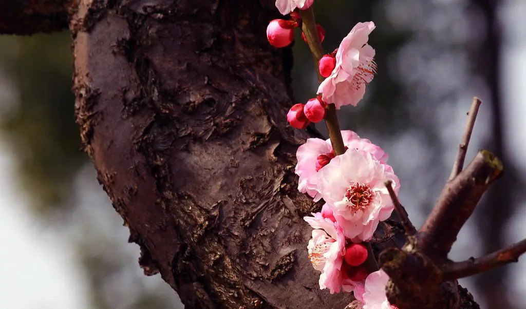 <strong>梅花樹結果子的真相，揭露梅花王國的隱秘魅力</strong>