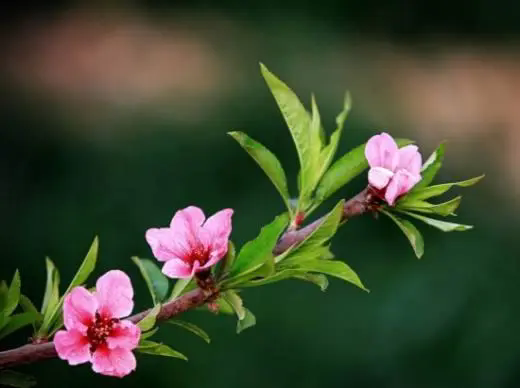 <strong>桃花先開花后長葉，時間萬物順序背后的生態(tài)策略</strong>