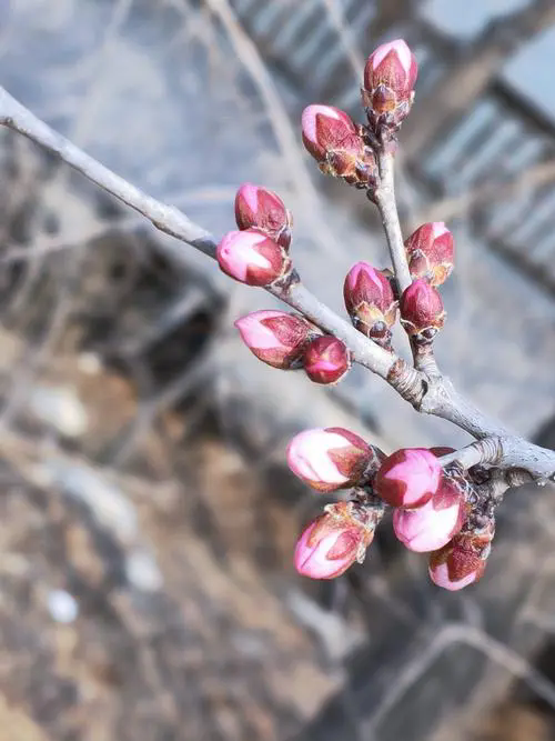 桃花先開花后長葉，時間萬物順序背后的生態策略