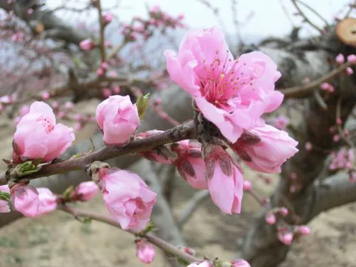 桃花先開花后長葉，時間萬物順序背后的生態策略