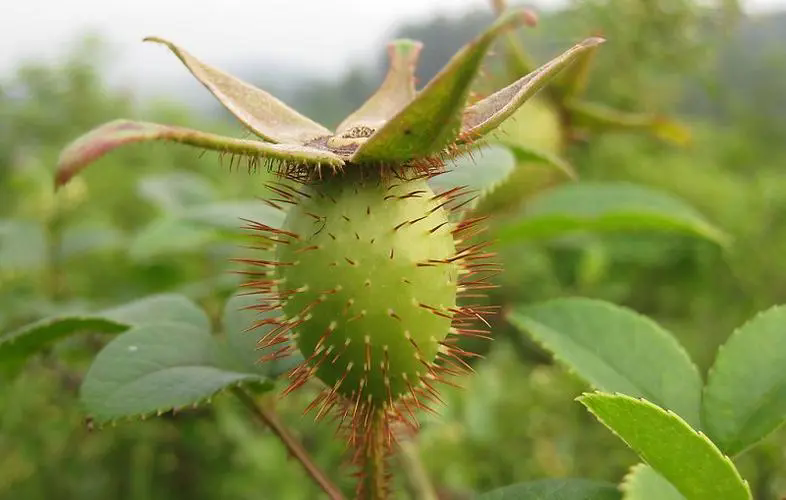 <b>金櫻子帶刺的誘惑，細數其作為藥食兩用植物的非凡之處！</b>