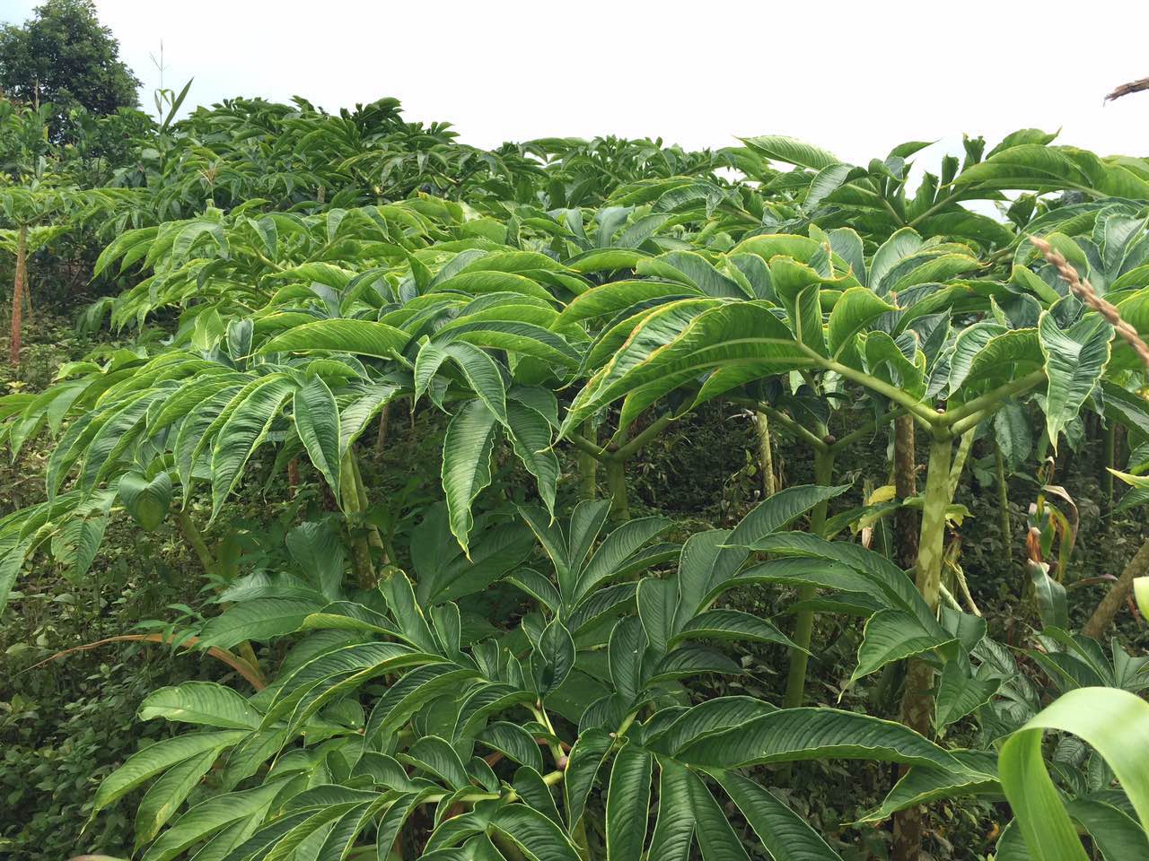 震撼丑八怪！高清大圖帶你走進魔芋的世界，了解它的全部秘密