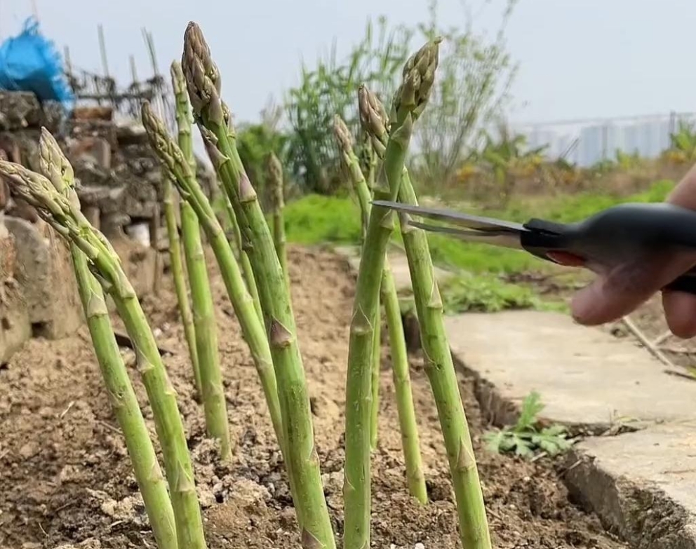 <strong>蘆筍種植全攻略：掌握時間與方法技巧，收獲營養(yǎng)與財富的雙重</strong>