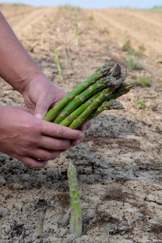 蘆筍種植全攻略：掌握時間與方法技巧，收獲營養與財富的雙重驚喜！