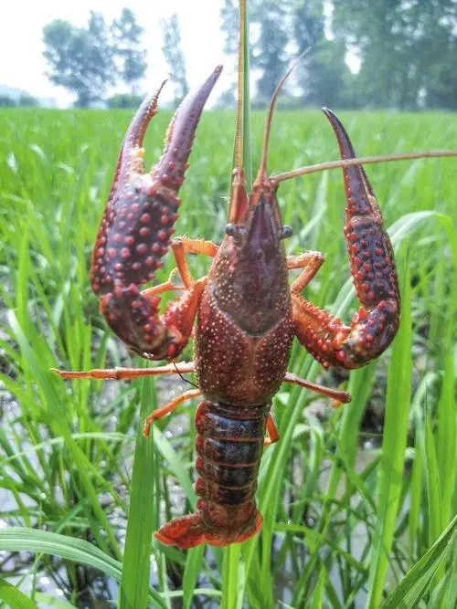 小龍蝦養殖大師課-小龍蝦飼料的科學管理方案，助力快速成長！