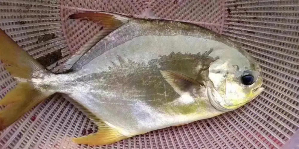 金鯧魚???????海水還是淡水？金鯧魚的生態(tài)歸屬大揭秘