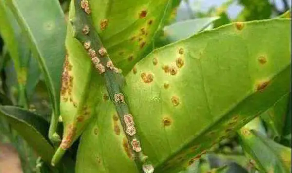 沃柑潰瘍病肆虐？別怕，這里有最全的防治方案打造無病害果園！