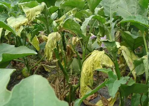 蔬菜殺手現身！茄子黃萎病癥狀全面解析，緊急防治指南在此