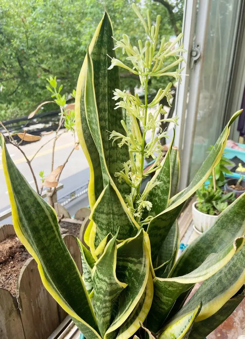 虎皮蘭的罕見開花花期與果實形成，如何養護體驗綠植世界的另一面？