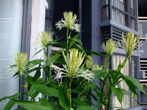 <b>富貴竹開花的珍貴瞬間，了解開花條件與花型特征，感受富貴竹另一面美麗！</b>