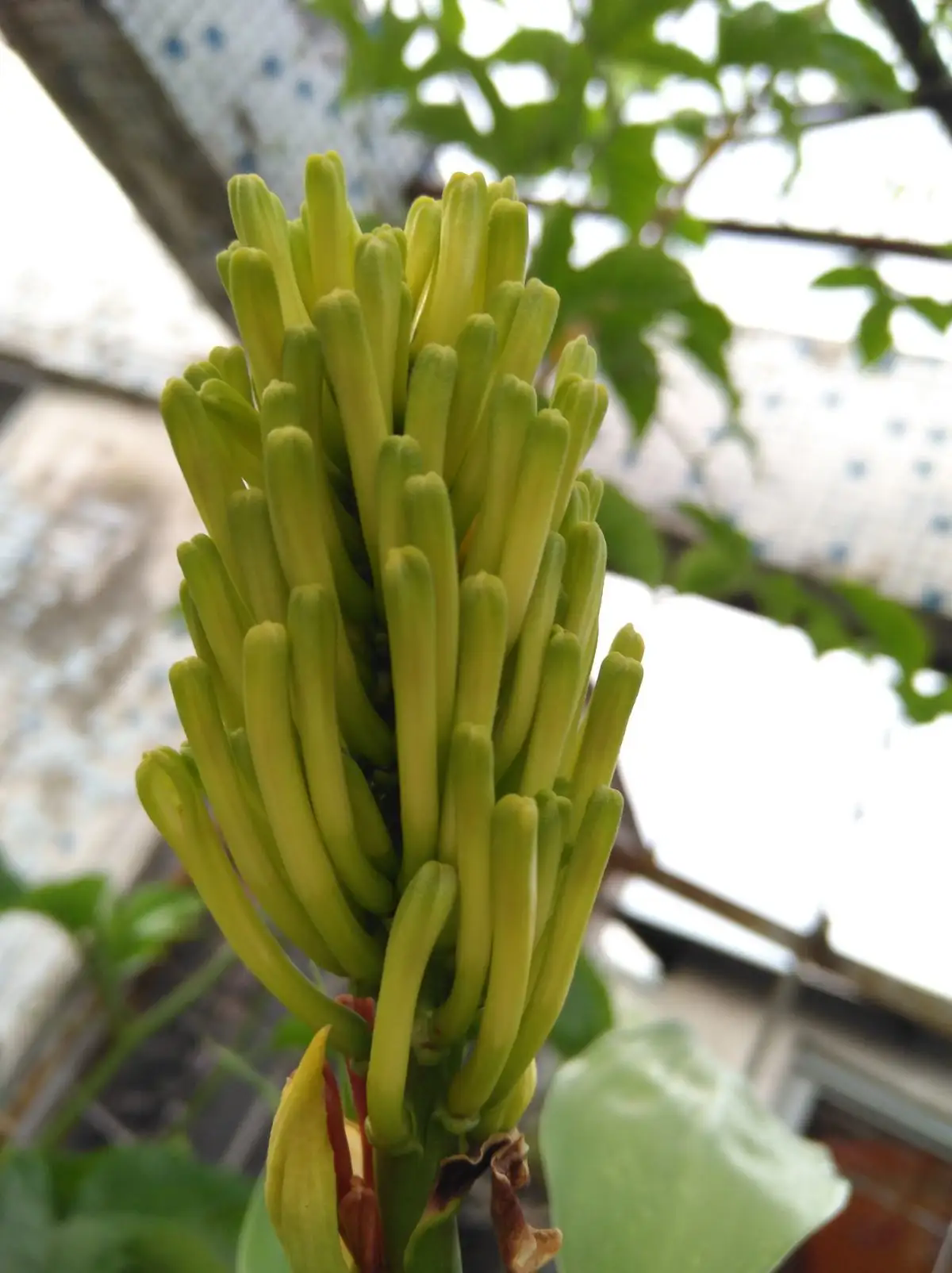 富貴竹開花的珍貴瞬間，了解開花條件與花型特征，感受富貴竹另一面美麗！