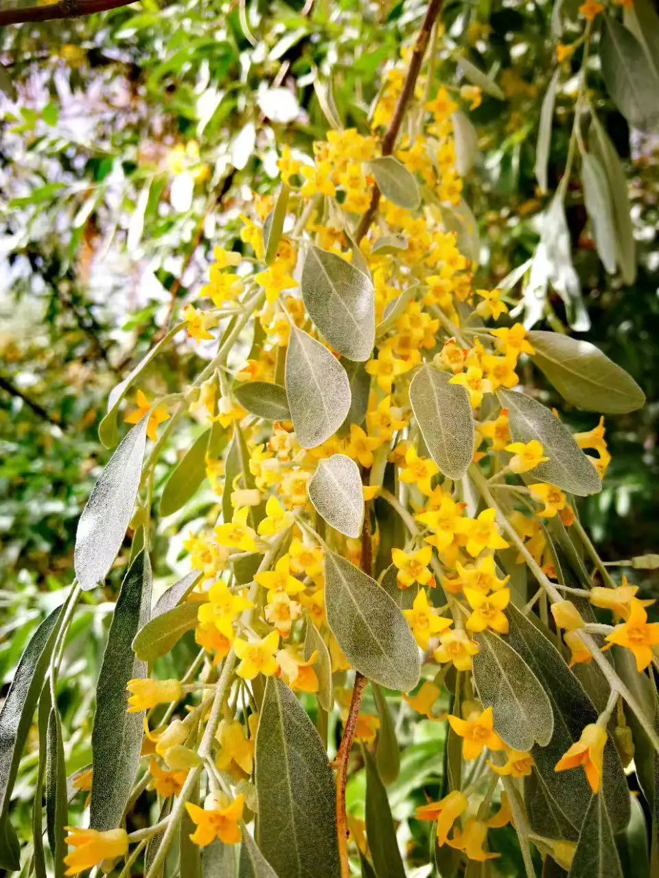 沙漠之花：沙棗樹開花盛開時(shí)刻，高清大圖帶你領(lǐng)略每一朵花的細(xì)膩與堅(jiān)韌！