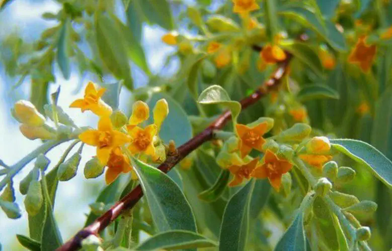 沙漠之花：沙棗樹開花盛開時(shí)刻，高清大圖帶你領(lǐng)略每一朵花的細(xì)膩與堅(jiān)韌！