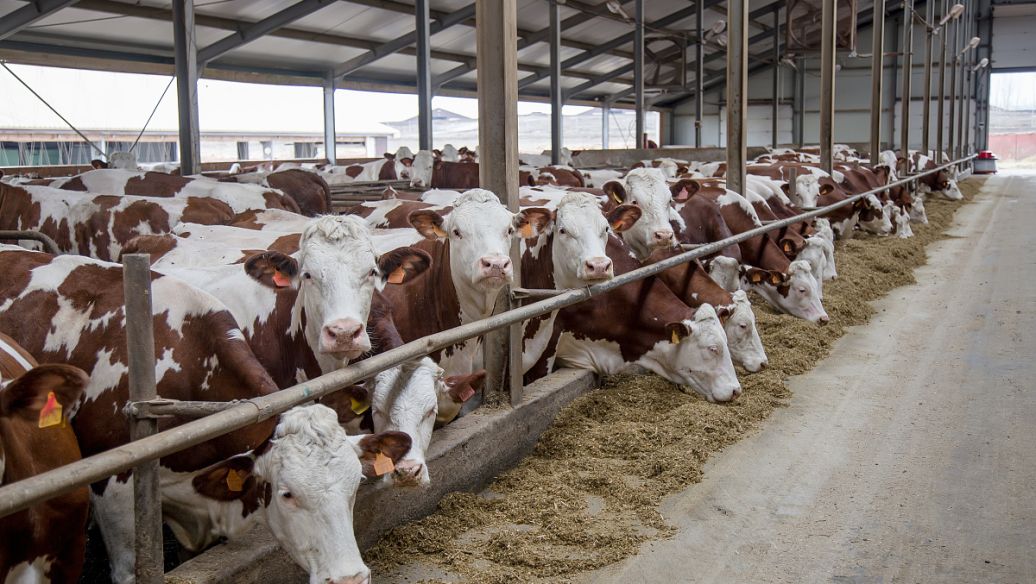 肥牛速成法：育肥牛飼料配方解析，通過精準營養配比加速生長實現經濟效益。