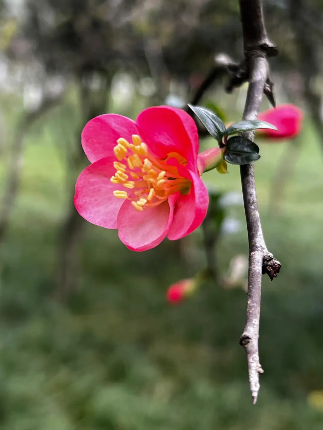 春色滿園海棠花開花綻放日期預告，三月春風里的第一抹嫣紅