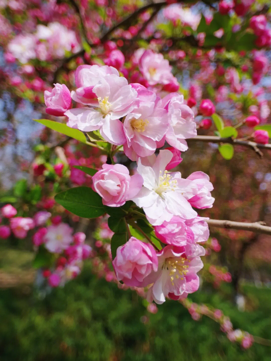 春色滿園海棠花開花綻放日期預告，三月春風里的第一抹嫣紅