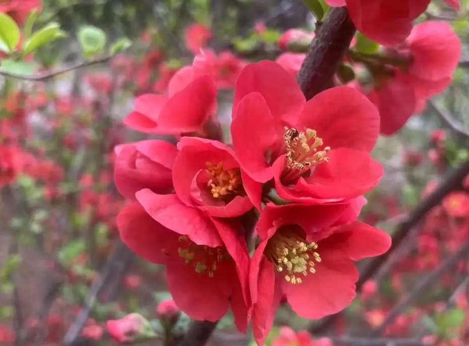 <b>春色滿園海棠花開花綻放日期預告，三月春風里的第一抹嫣紅</b>