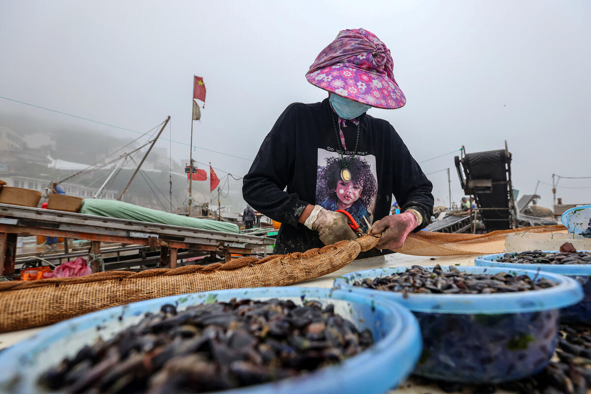 海洋寶藏貽貝人工養殖技術揭秘，從選址到收獲的全程指導