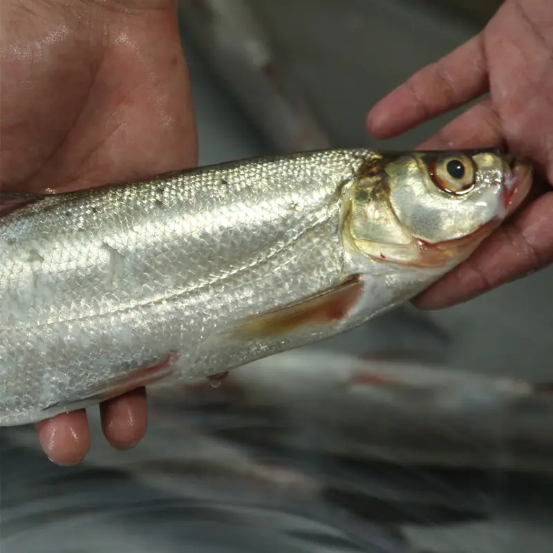 白魚之謎揭開水域分類的面紗，海魚or淡水魚的真相