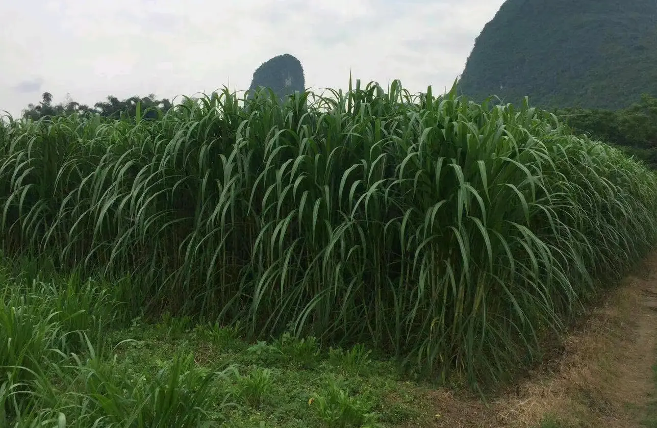 養(yǎng)牛牧草飼料優(yōu)化指南：科學(xué)處理方法，確保牛群健康與效益