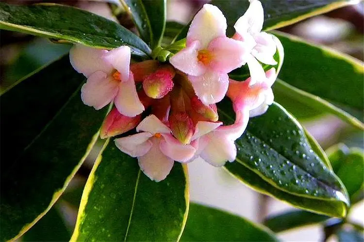 瑞香花一年能開幾次花？季節輪回欣賞每一次綻放的美麗與香氣